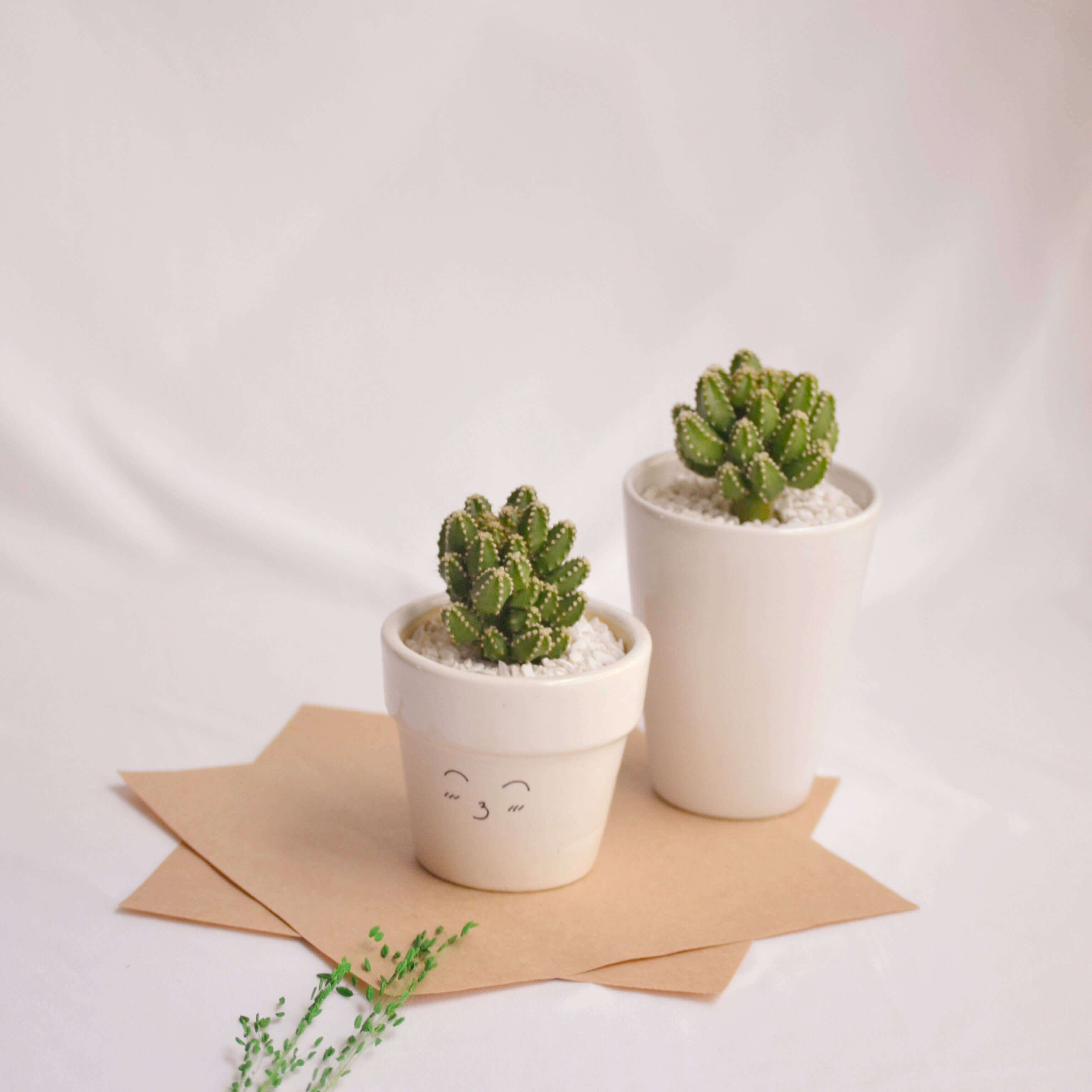 Cây nhỏ trang trí bàn Cây nhỏ trang trí bàn