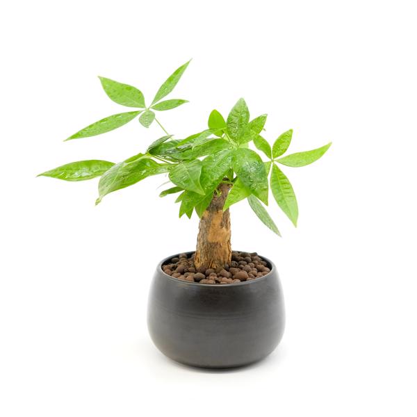 Top những món quà tặng phong thủy đẹp và ý nghĩa nhất Top những món quà tặng phong thủy đẹp và ý nghĩa nhất
